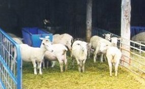 Sheep in a penned area