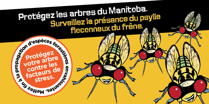 Le psylle floconneux du fr�ne est un insecte relativement nouveau au Manitoba.